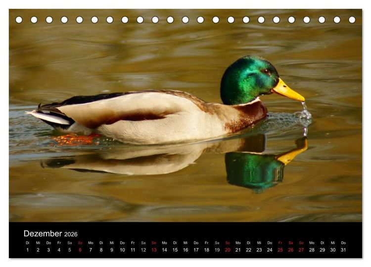 Produktbild: Das Leben der Enten (Tischkalender 2026 DIN A5 quer), CALVENDO Monatskalender