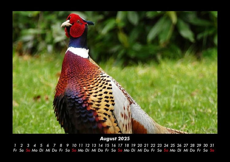 Produktbild: V&ouml;gel 2025 Fotokalender DIN A3