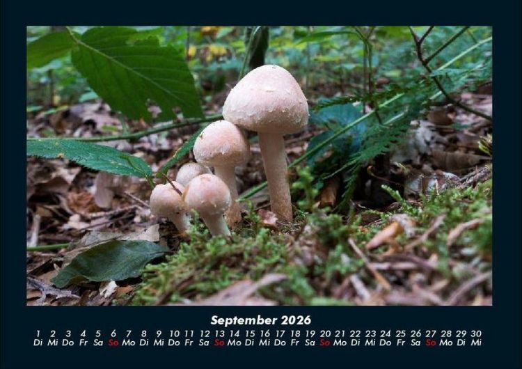 Produktbild: Pilzkalender 2026 Fotokalender DIN A4
