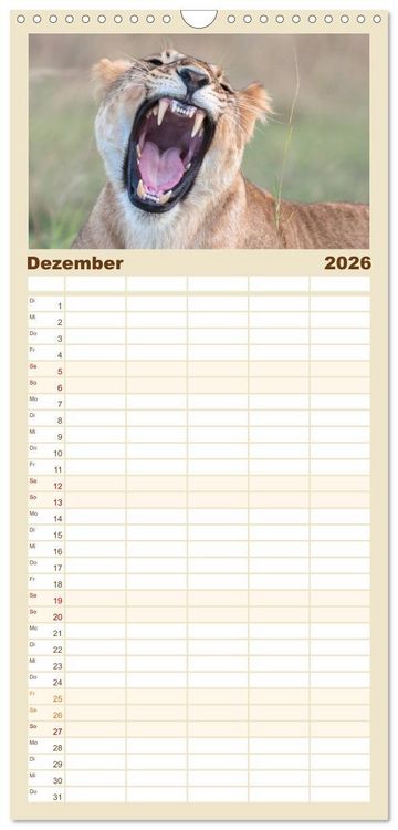 Produktbild: Familienplaner 2026 - L&ouml;wen - Raubkatzen Afrikas mit 5 Spalten (Wandkalender, 21 x 45 cm) CALVENDO