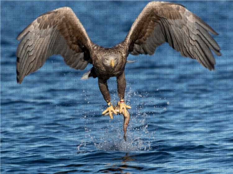 Produktbild: CALVENDO Puzzle Seeadler | 2000 Teile Lege-Gr&ouml;&szlig;e 90x67cm Foto-Puzzle f&uuml;r gl&uuml;ckliche Stunden