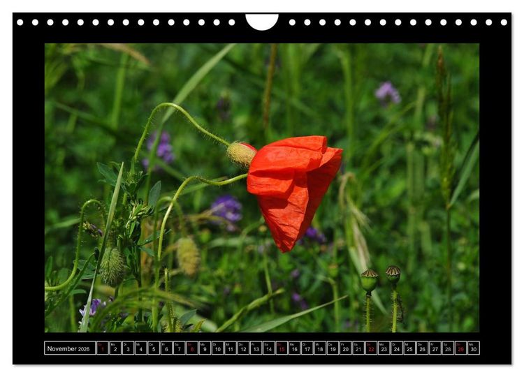 Produktbild: Roter Mohn, bunte Wiesen (Wandkalender 2026 DIN A4 quer), CALVENDO Monatskalender