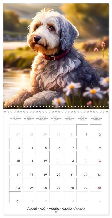 Produktbild: Aussiedoodle - Dogs to love (Wall Calendar 2026 12 &times; 12 Inch) CALVENDO 12 Month Wall Calendar