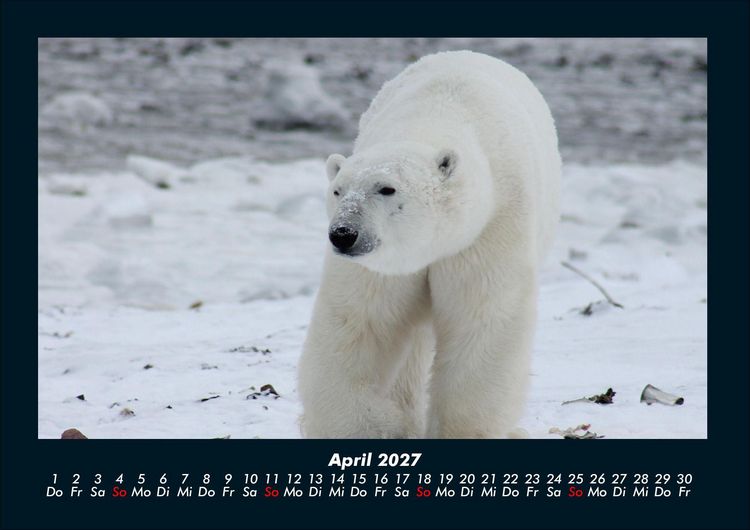 Produktbild: Pinguine & Eisb&auml;ren 2027 Fotokalender DIN A4