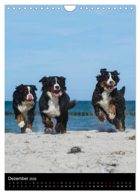 Produktbild: Berner Sennenhund 2026 (Wandkalender 2026 DIN A4 hoch), CALVENDO Monatskalender