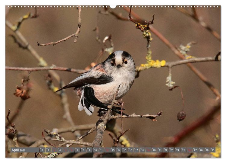 Produktbild: V&ouml;gel ganz nah (Wandkalender 2026 DIN A2 quer), CALVENDO Monatskalender