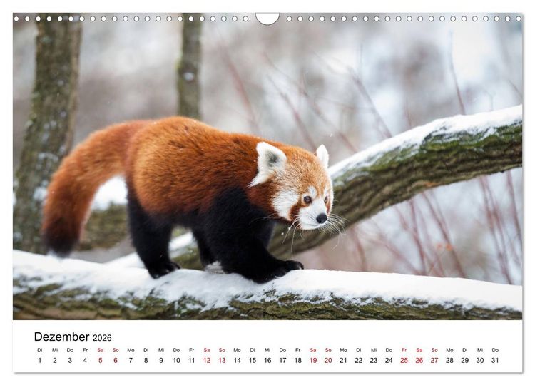 Produktbild: Rote Pandas - geschickte Kletterer (Wandkalender 2026 DIN A3 quer), CALVENDO Monatskalender