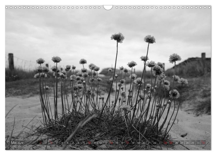 Produktbild: 54&deg;54'57"N 8&deg;19'51"E SYLT (Wandkalender 2026 DIN A3 quer), CALVENDO Monatskalender