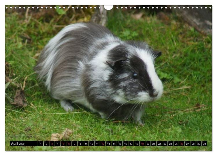 Produktbild: Kuschelige Meerschweinchen (Wandkalender 2026 DIN A3 quer), CALVENDO Monatskalender