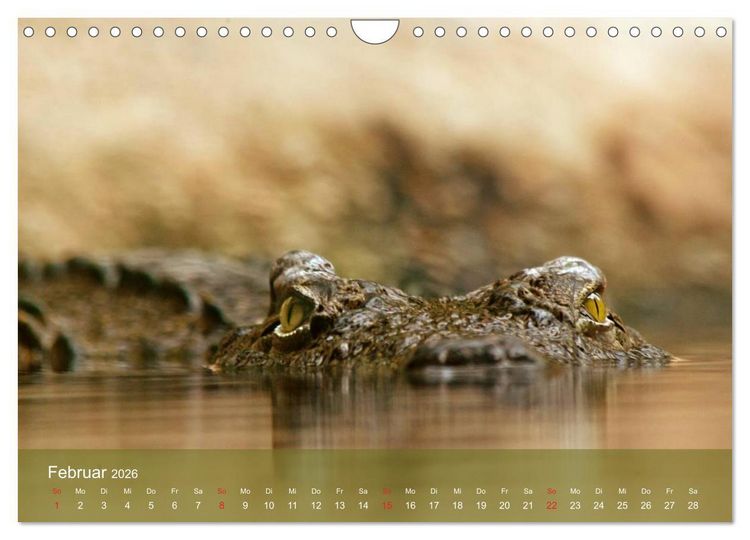 Produktbild: Alligatoren und Co. (Wandkalender 2026 DIN A4 quer), CALVENDO Monatskalender