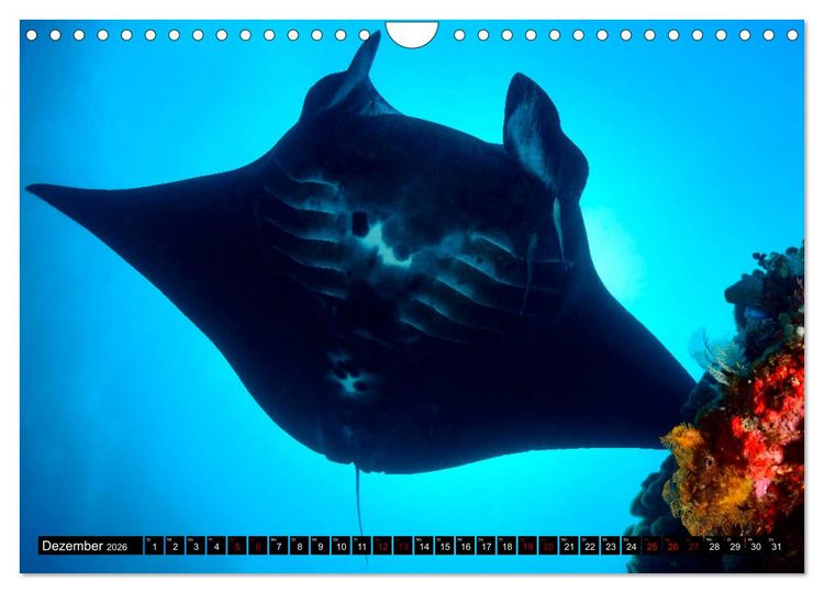 Produktbild: Raja Ampat - Faszinierende Unterwasserwelt (Wandkalender 2026 DIN A4 quer), CALVENDO Monatskalender