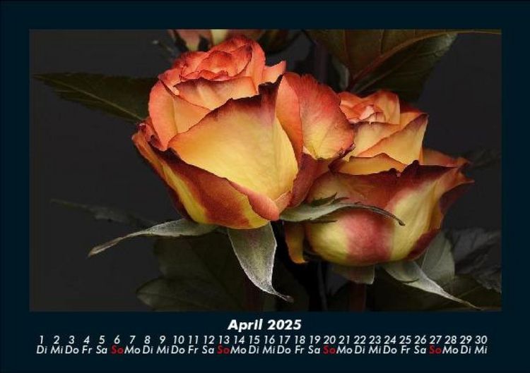 Produktbild: Blumentr&auml;ume 2025 Fotokalender DIN A5