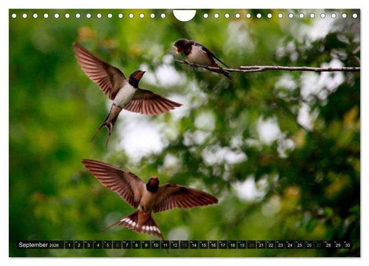 Produktbild: V&Ouml;GEL (Wandkalender 2026 DIN A4 quer), CALVENDO Monatskalender