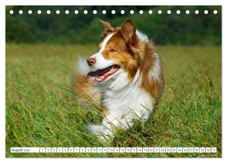 Produktbild: Border Collie - Das Universalgenie unter den Hunden (Tischkalender 2026 DIN A5 quer), CALVENDO Monatskalender