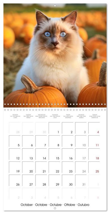 Produktbild: Beautiful Ragdolls - Cats in Nature (Wall Calendar 2026 12 &times; 12 Inch) CALVENDO 12 Month Wall Calendar