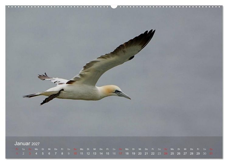 Produktbild: Nordatlantische Seev&ouml;gel (Wandkalender 2027 DIN A2 quer), CALVENDO Monatskalender