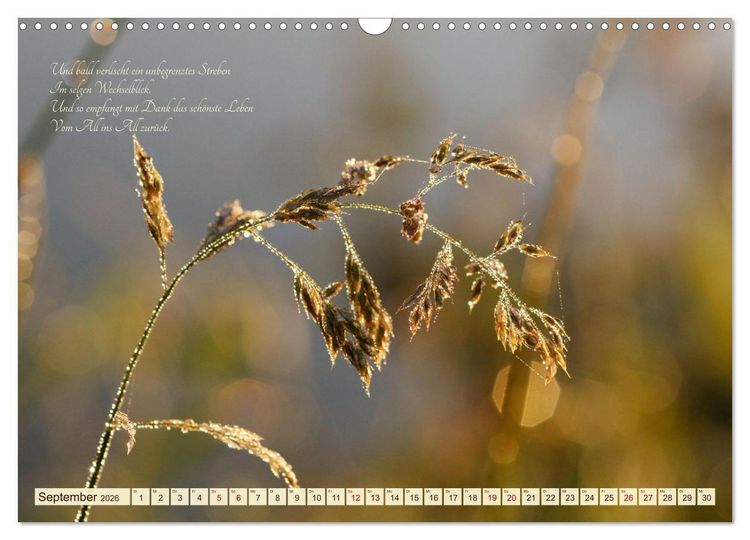 Produktbild: Sommergr&auml;ser (Wandkalender 2026 DIN A3 quer), CALVENDO Monatskalender