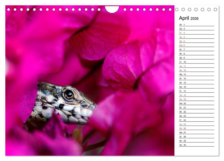Produktbild: Wildromatisches Korsika (Wandkalender 2026 DIN A4 quer), CALVENDO Monatskalender