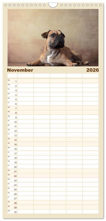 Produktbild: Familienplaner 2026 - Charme auf vier Pfoten - Franz&ouml;sische Bulldoggen Portraits mit 5 Spalten (Wandkalender, 21 x 45 cm) CALVENDO