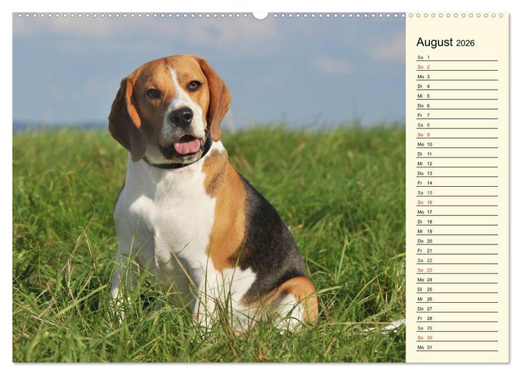 Produktbild: Beagle - Herz auf 4 Pfoten (hochwertiger Premium Wandkalender 2026 DIN A2 quer), Kunstdruck in Hochglanz