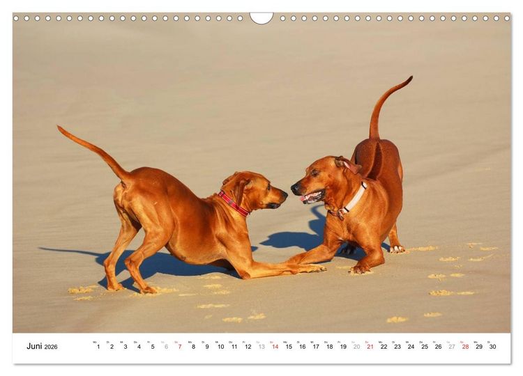 Produktbild: Rhodesian Ridgebacks (Wandkalender 2026 DIN A3 quer), CALVENDO Monatskalender