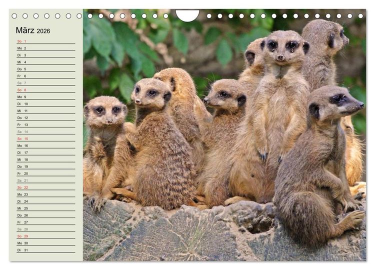 Produktbild: Erdm&auml;nnchen (Wandkalender 2026 DIN A4 quer), CALVENDO Monatskalender