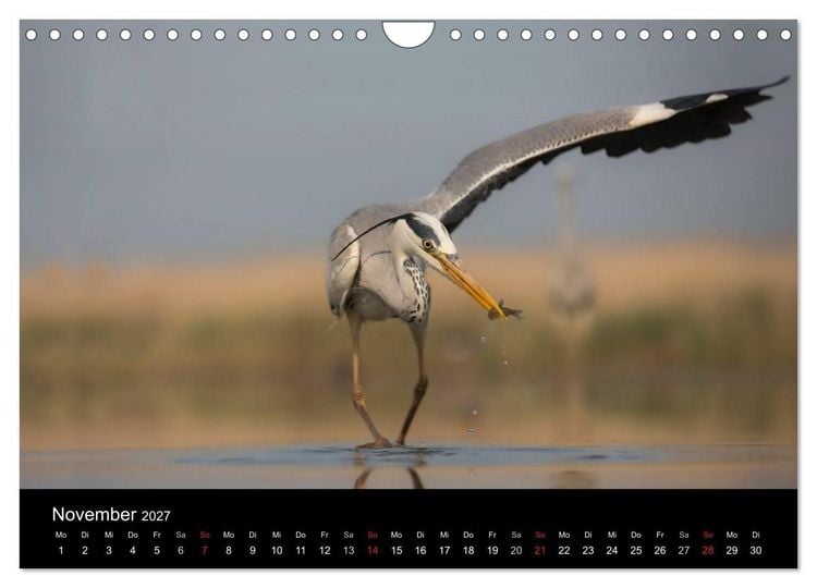 Produktbild: Reiher - Der Tanz auf dem Wasser (Wandkalender 2027 DIN A4 quer), CALVENDO Monatskalender