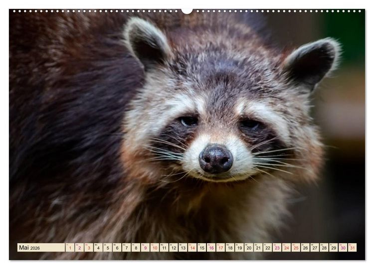 Produktbild: Waschb&auml;r - Niedlicher Allesfresser (Wandkalender 2026 DIN A2 quer), CALVENDO Monatskalender