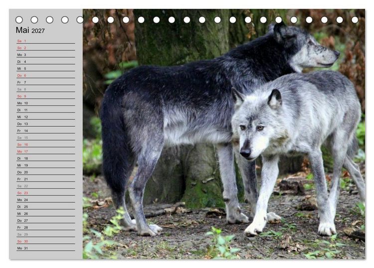 Produktbild: Im Rudel Zuhause - Der Wolf (Tischkalender 2027 DIN A5 quer), CALVENDO Monatskalender
