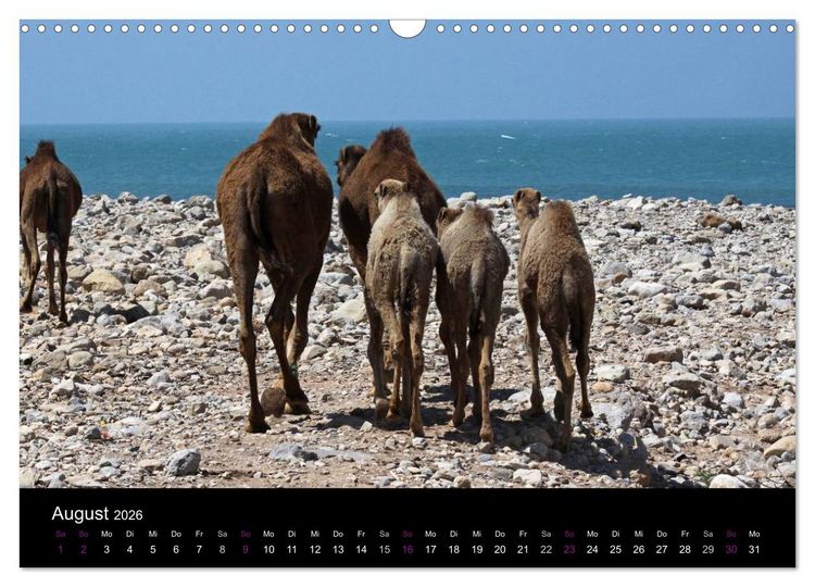 Produktbild: Kamele 2026 - Unterwegs mit zottigen W&uuml;stenschiffen (Wandkalender 2026 DIN A3 quer), CALVENDO Monatskalender