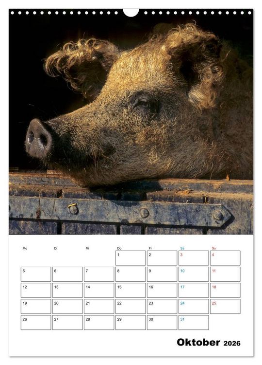 Produktbild: Schweine 2026 (Wandkalender 2026 DIN A3 hoch), CALVENDO Monatskalender