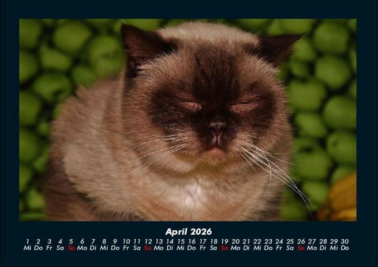 Produktbild: F&uuml;r Katzenfreunde 2026 Fotokalender DIN A4
