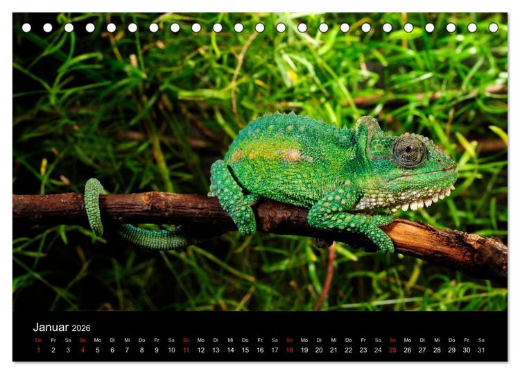 Produktbild: REPTILIEN (Tischkalender 2026 DIN A5 quer), CALVENDO Monatskalender