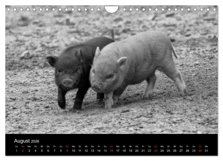 Produktbild: Das Leben der Schweine (Wandkalender 2026 DIN A4 quer), CALVENDO Monatskalender