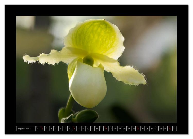 Produktbild: Frauenschuhe - die sch&ouml;nsten Orchideen der Welt (Wandkalender 2026 DIN A4 quer), CALVENDO Monatskalender