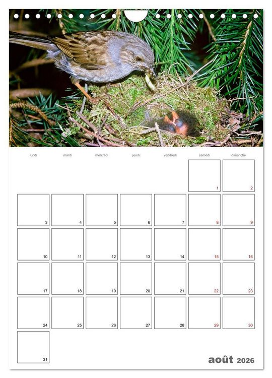 Produktbild: Les passereaux &agrave; l'or&eacute;e de la vie (Calendrier mural 2026 DIN A4 horizontal), CALVENDO calendrier mensuel