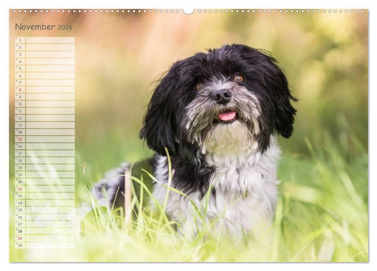 Produktbild: Spa&szlig; mit Havanesern (hochwertiger Premium Wandkalender 2026 DIN A2 quer), Kunstdruck in Hochglanz
