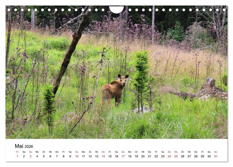 Produktbild: Schweden - V&auml;rmland (Wandkalender 2026 DIN A4 quer), CALVENDO Monatskalender