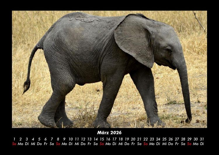 Produktbild: Der Elefantenkalender 2026 Fotokalender DIN A3