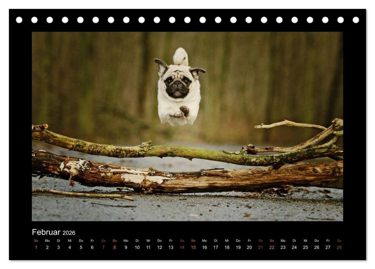 Produktbild: Der Feldfurchen-Mops (Tischkalender 2026 DIN A5 quer), CALVENDO Monatskalender