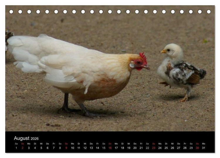 Produktbild: Die Welt der H&uuml;hner (Tischkalender 2026 DIN A5 quer), CALVENDO Monatskalender