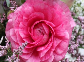 Produktbild: CALVENDO Puzzle Perfekte Ranunkelbl&uuml;te | 2000 Teile Lege-Gr&ouml;&szlig;e 90x67cm Foto-Puzzle f&uuml;r gl&uuml;ckliche Stunden