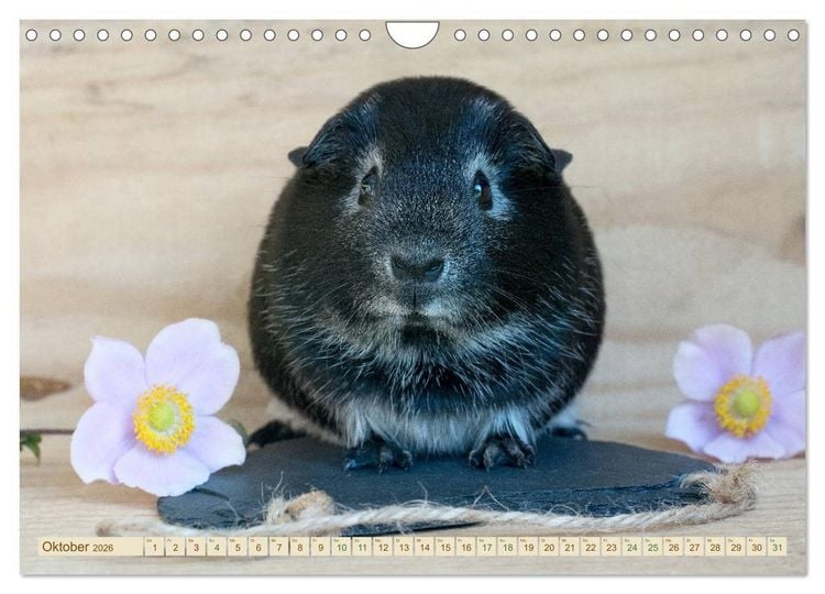Produktbild: MEERSCHWEINCHEN neugierig - s&uuml;&szlig; - liebenswert (Wandkalender 2026 DIN A4 quer), CALVENDO Monatskalender
