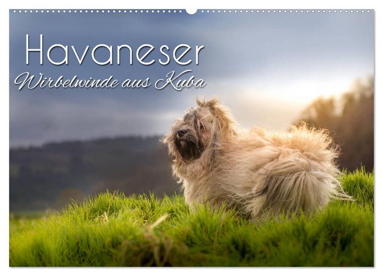 Produktbild: Havaneser - Wirbelwinde aus Kuba (Wandkalender 2026 DIN A2 quer), CALVENDO Monatskalender