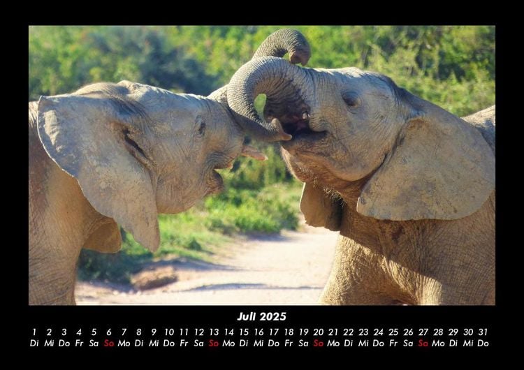 Produktbild: Elefanten - Die sanften Riesen Afrikas 2025 Fotokalender DIN A3
