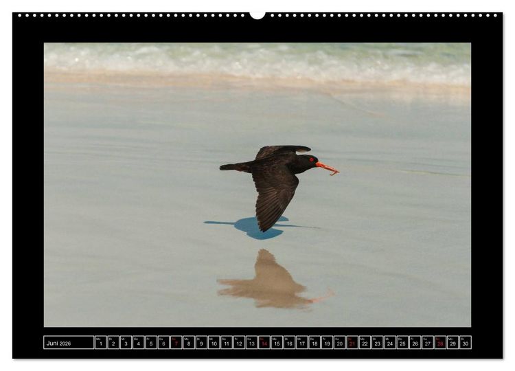 Produktbild: V&ouml;gel von "Down Under" Australien (hochwertiger Premium Wandkalender 2026 DIN A2 quer), Kunstdruck in Hochglanz