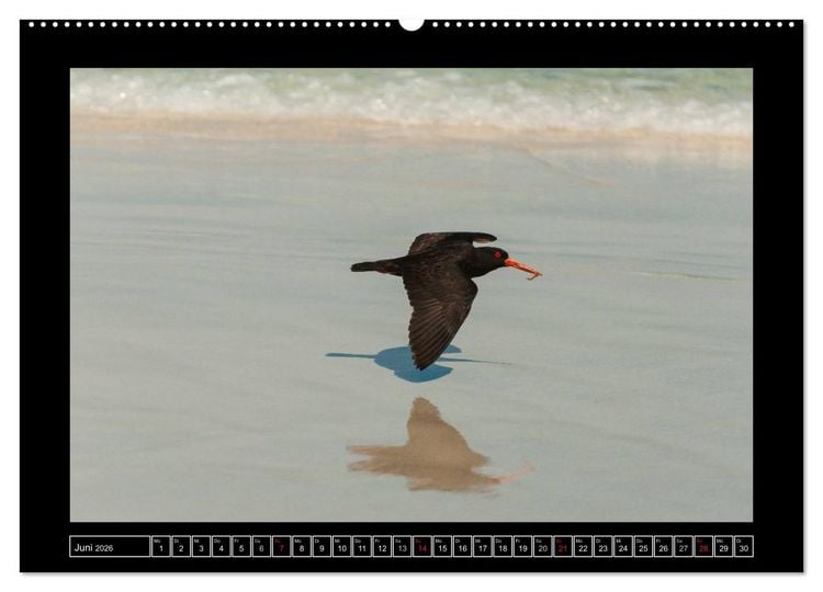 Produktbild: V&ouml;gel von "Down Under" Australien (Wandkalender 2026 DIN A2 quer), CALVENDO Monatskalender