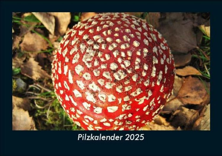Produktbild: Pilzkalender 2025 Fotokalender DIN A5