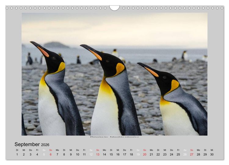 Produktbild: Tierleben in der Antarktis (Wandkalender 2026 DIN A3 quer), CALVENDO Monatskalender