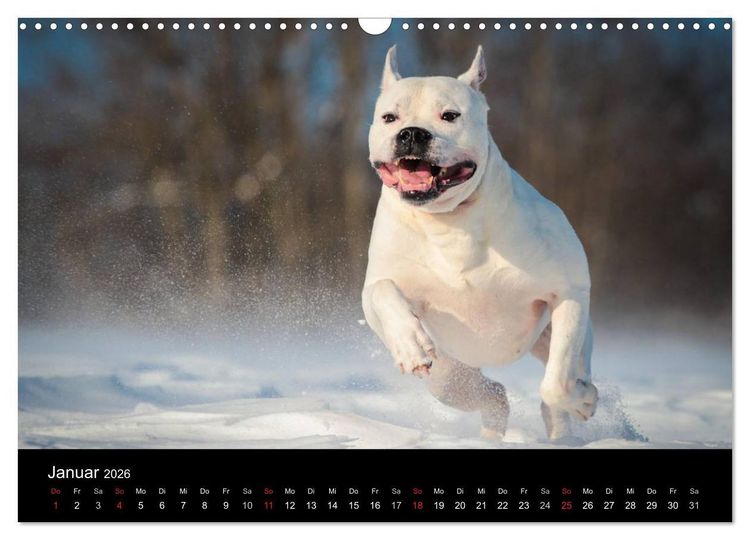 Produktbild: American Bulldog - alles Andere ist nur ein Hund (Wandkalender 2026 DIN A3 quer), CALVENDO Monatskalender